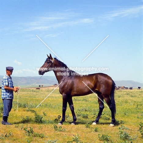 karabair stallion held by groom with herd in background in uzbekistan