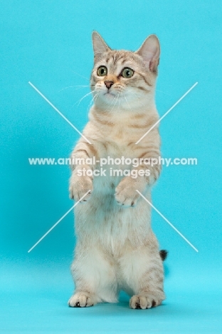 Seal (Natural) Mink Spotted Tabby Munchkin on hind legs