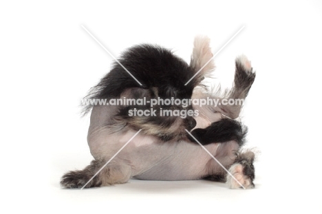 Chinese Crested puppy smelling tail