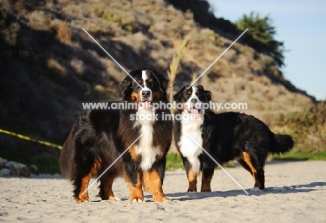 two Bernese Mountain Dogs