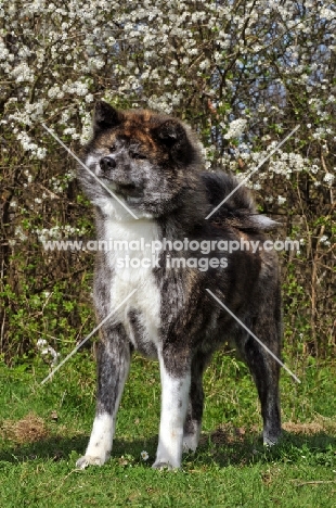 Akita in spring