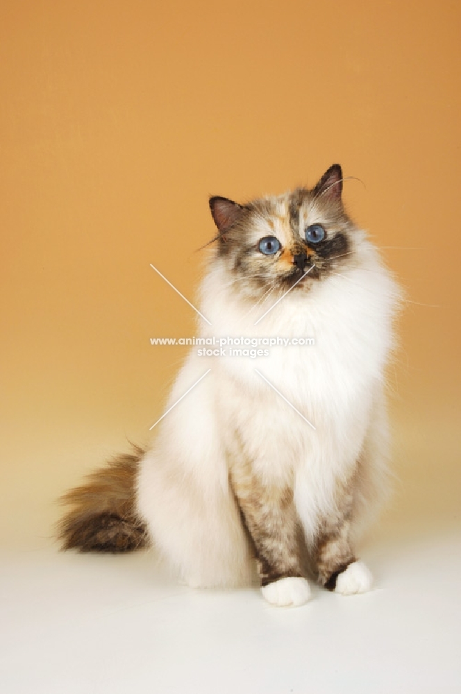 seal tortie birman cat sitting down