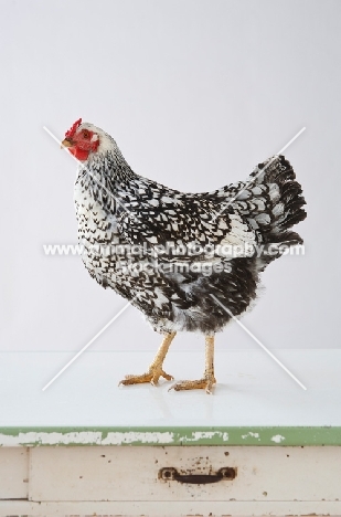 Silver Laced Wyandotte chicken on table