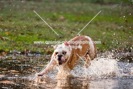 Bulldog running in water