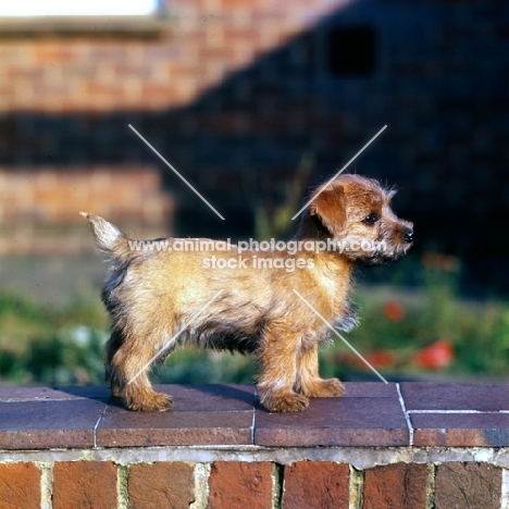 norfolk terrier puppy standing on a wall