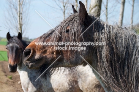 two Belgian heavy horses