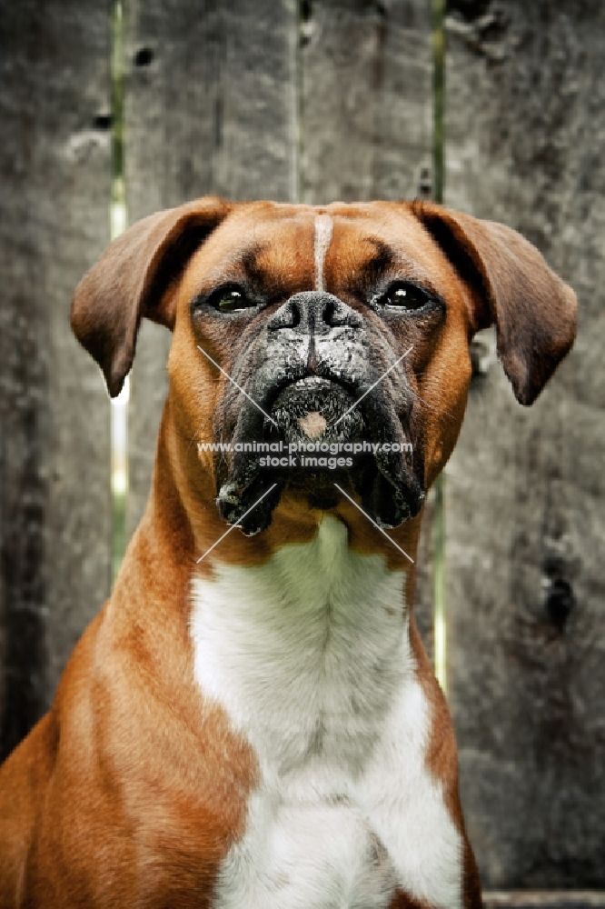 boxer portrait in front of fence
