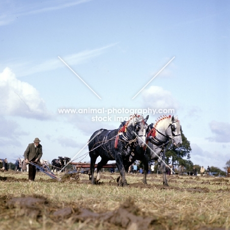 two heavy horses ploughing