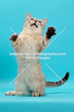Seal (Natural) Mink Spotted Tabby Munchkin jumping up