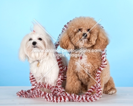 Maltese with Cross Bred dog