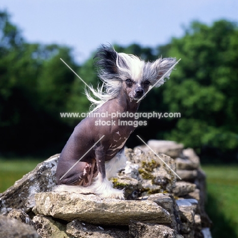 champion chinese crested sitting on a stone wall