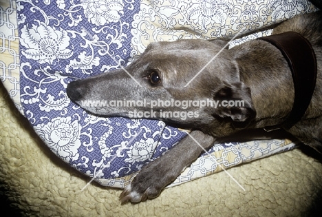 greyhound lying in comfort on fleece and bean bag
