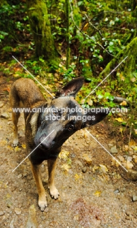 curious Malinois