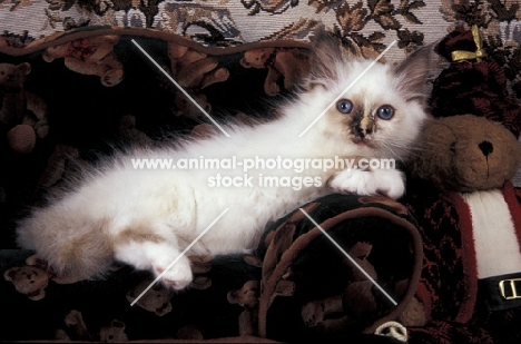 birman kitten lying on sofa