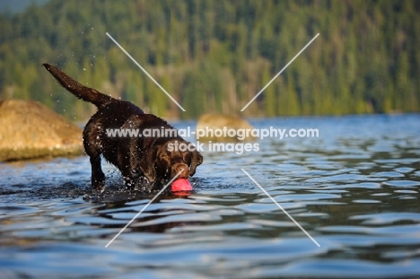 Chocolate Lab retrieving ball in water.