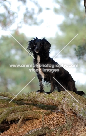 Markiesje (aka Dutch Tulip Hound)