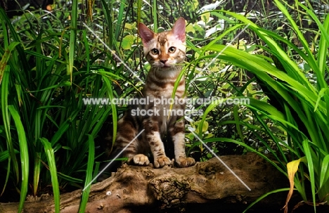 bengal kitten standing on a branch