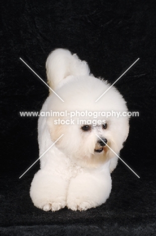 Bichon Frise bowing on black background