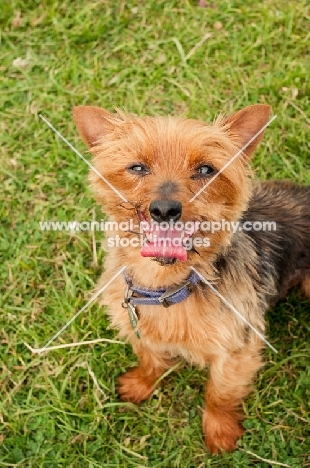 Yorkshire Terrier sitting down