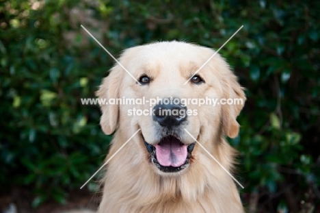 golden retriever smiling