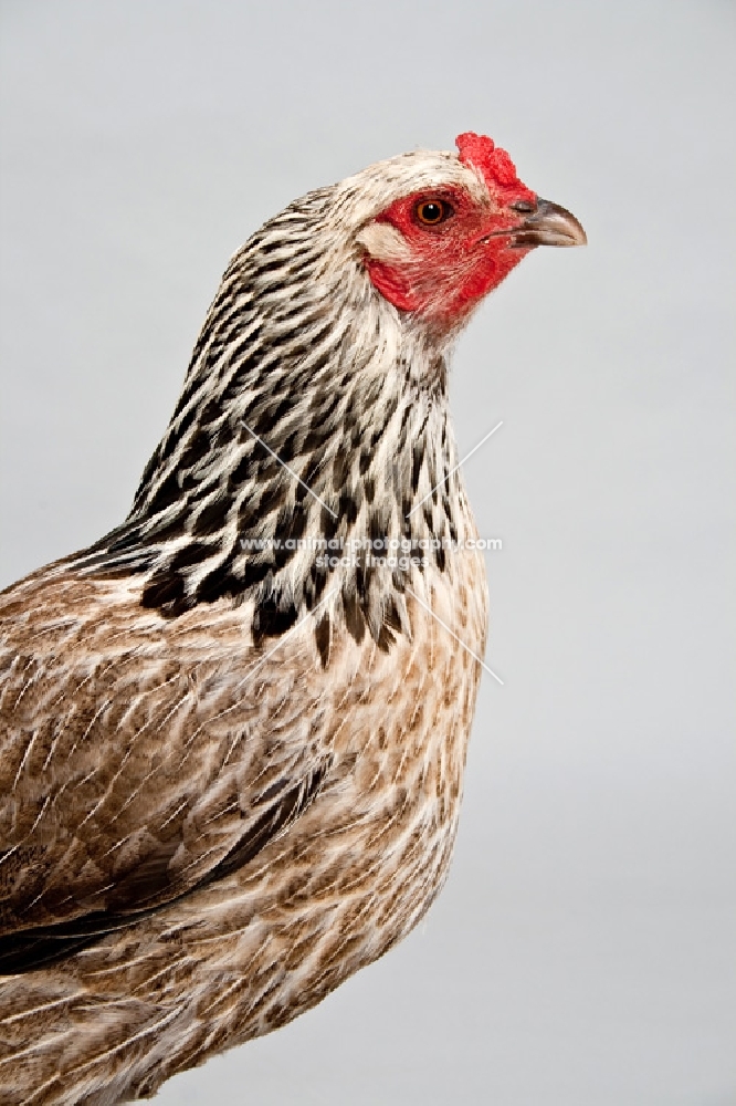 Brahma hen side view head shot.