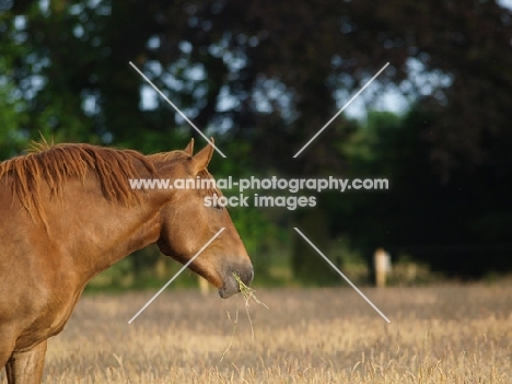 Suffolk Punch profile