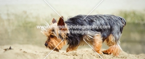 Yorkshire Terrier walking on beach