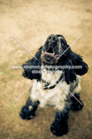 8 month old blue roan Cocker Spaniel, barking