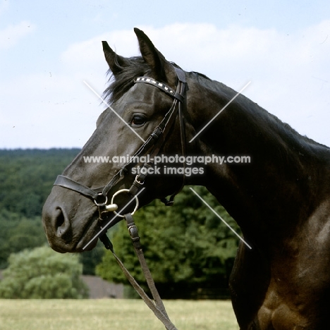 hyperion, trakehner stallion, 