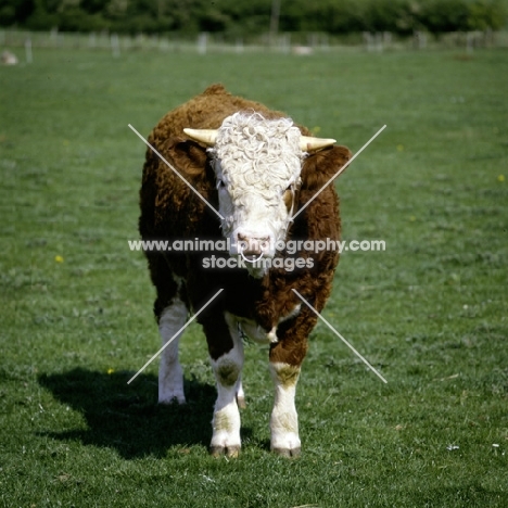 simmental bull looking at camera