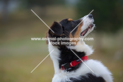 black tri colour australian shepherd puppy profile shot