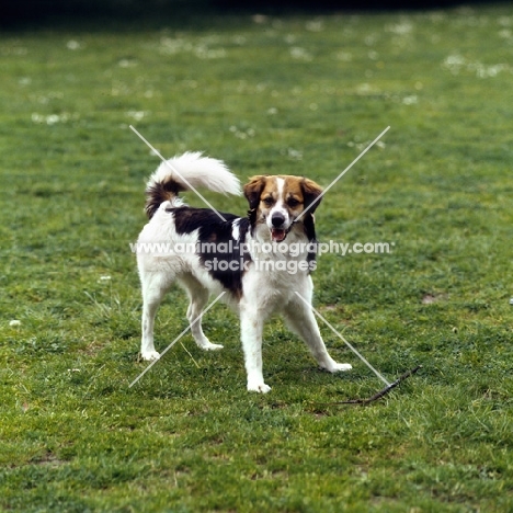 castor vom dieke, kromfohrlander on grass