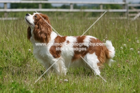 Cavalier King Charles Spaniel, side view