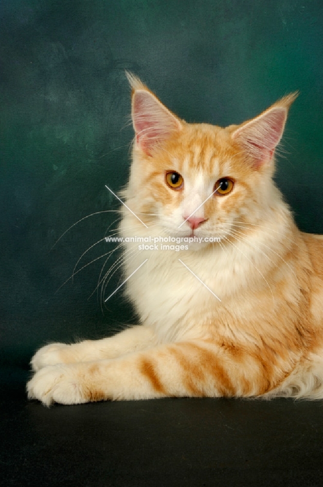 red and silver maine coon cat looking at camera