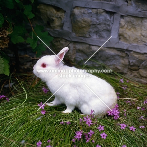 white netherland dwarf rabbit in a garden