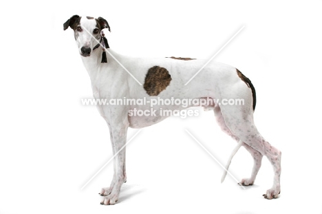 white and brindle Greyhound, australian champion and finnish champion, on white background