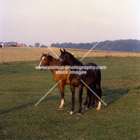 two Danish Warmbloods Pikant left, 