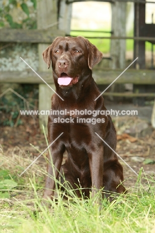 Chocolate Labrador Retriever sitting down