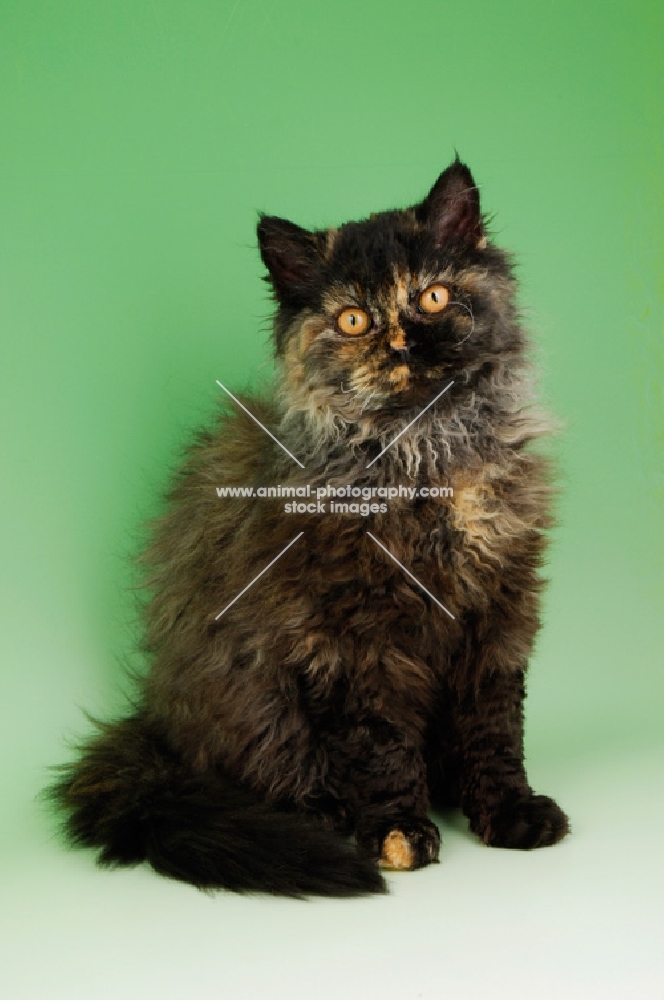 black tortie selkirk rex cat