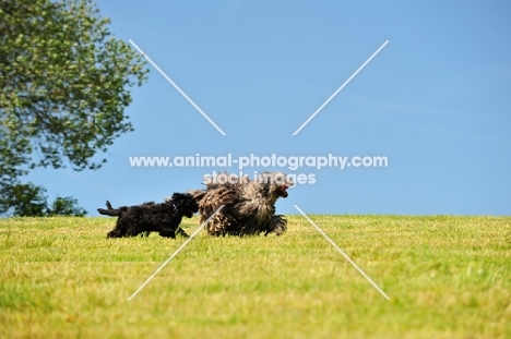 Bergamasco running with puppy