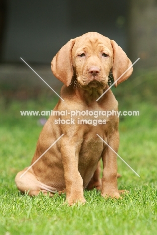 Vizsla puppy, sitting on grass