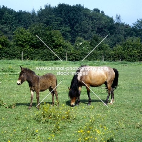exmoor pony mare with mule foal