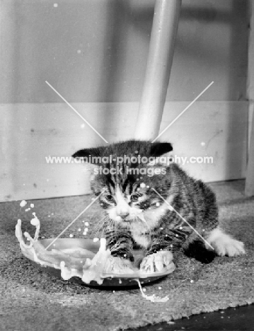 tabby kitten splashing milk in dish