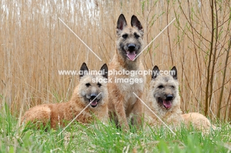 three Laekenois dogs (Belgian Shepherds)