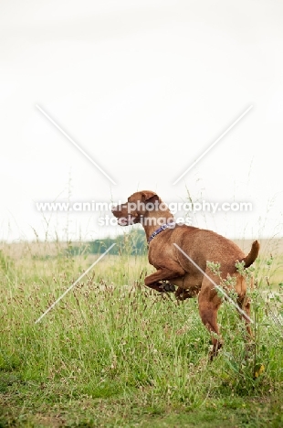 Hungarian Vizsla jumping in field