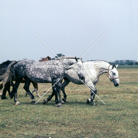 Two Groningen old type mares, Zolea, right, Tularia left walking in field in Holland