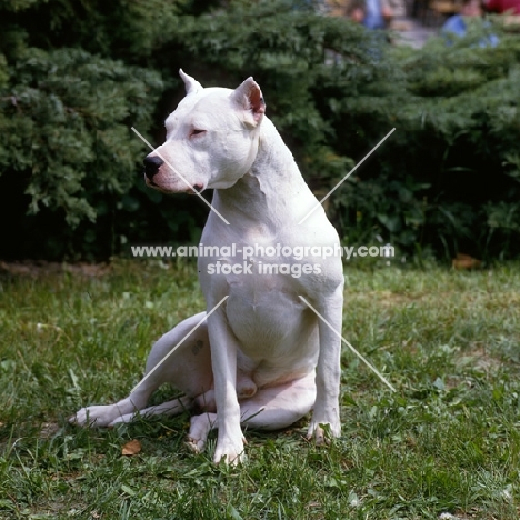 dogo argentino sitting on grass