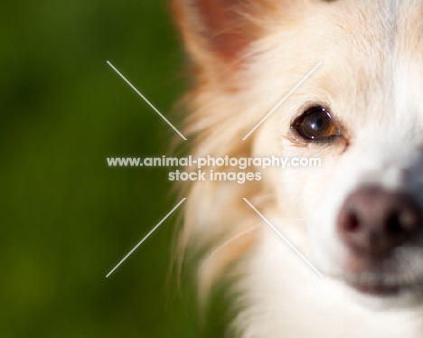 Longhair Chihuahua close up