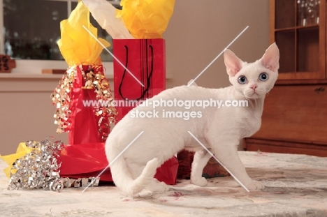 white Devon Rex