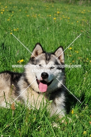 Alaskan Malamute portrait